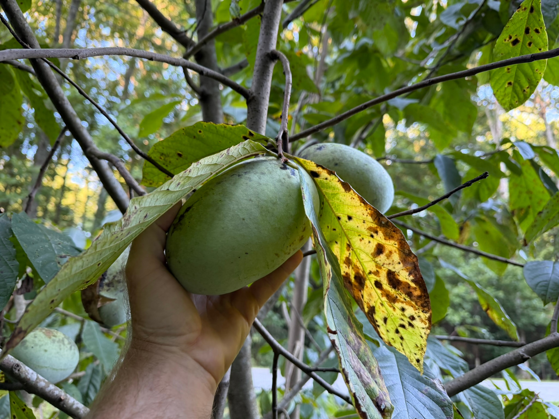 Neighbors sharing fresh food together