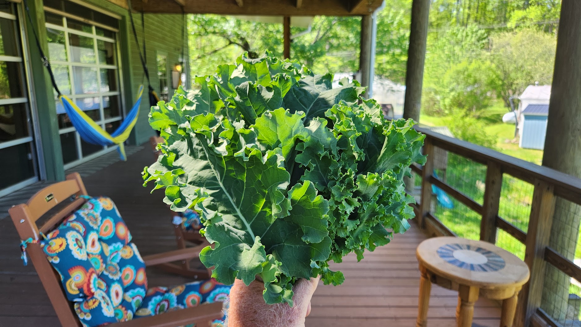 Freshly harvested kale from the Caja Solidaria farm